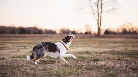 A border collie mid-chase after a flirt pole lure on a grassy lawn