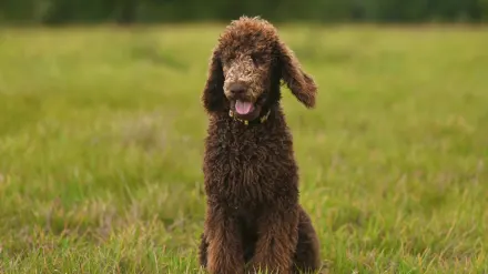 A cream Standard Poodle and a curly-coated Goldendoodle standing side by side outdoors