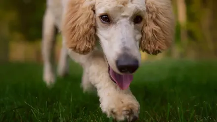 A cream standard poodle standing on a grooming table while being brushed with a slicker brush