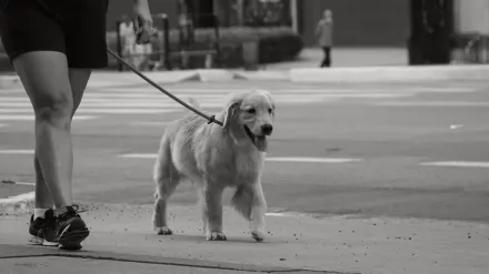 A dog and owner walking together on a sidewalk in early morning light
