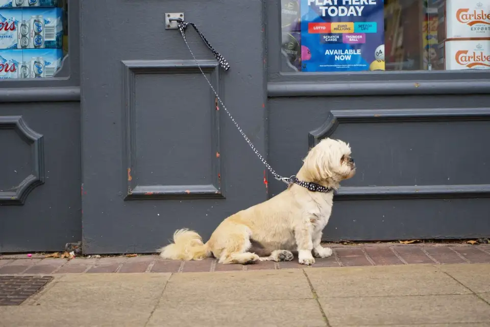 A dog cowering behind its owner's legs near an open front door