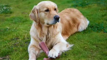 A dog gnawing on the leg of a wooden chair in a living room
