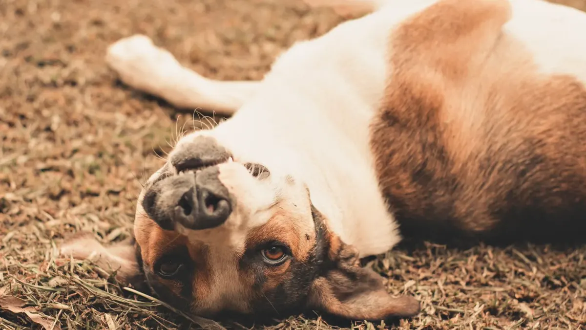 A dog in a low crawl position moving forward across grass