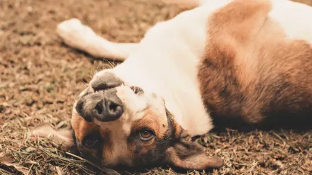 A dog in a low crawl position moving forward across grass