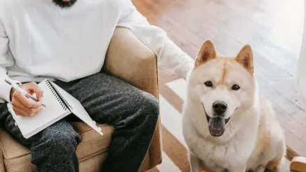 A dog lying calmly inside a low exercise pen set up in a living room