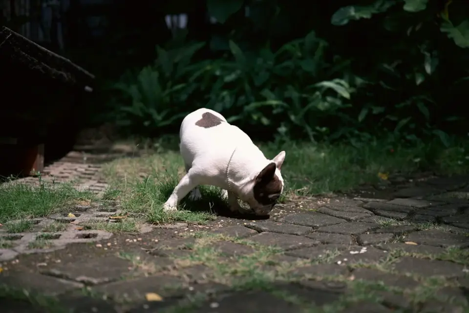 A dog sniffing at a spilled bag of mixed nuts on a kitchen floor