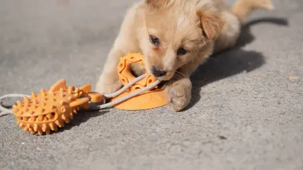 A dog sniffing between a rubber chew toy and a treat-dispensing puzzle toy laid out on the floor