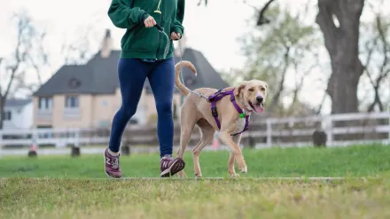 A dog sprinting across an open field while its owner watches from a distance