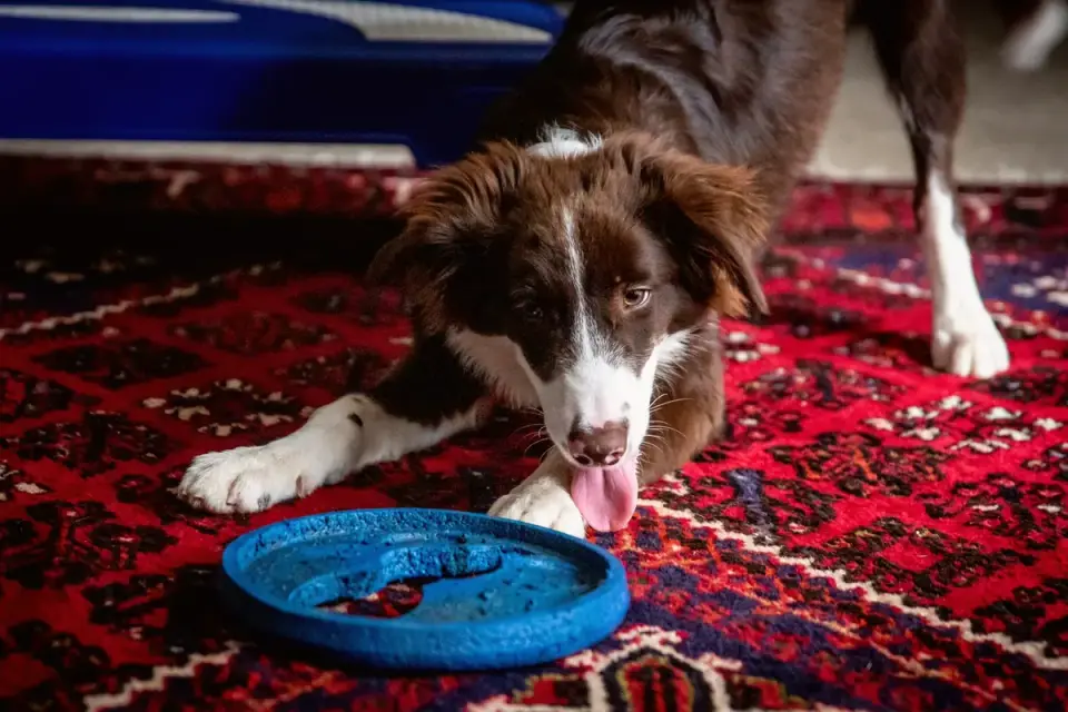 A dog working a treat-dispensing puzzle toy on a rug
