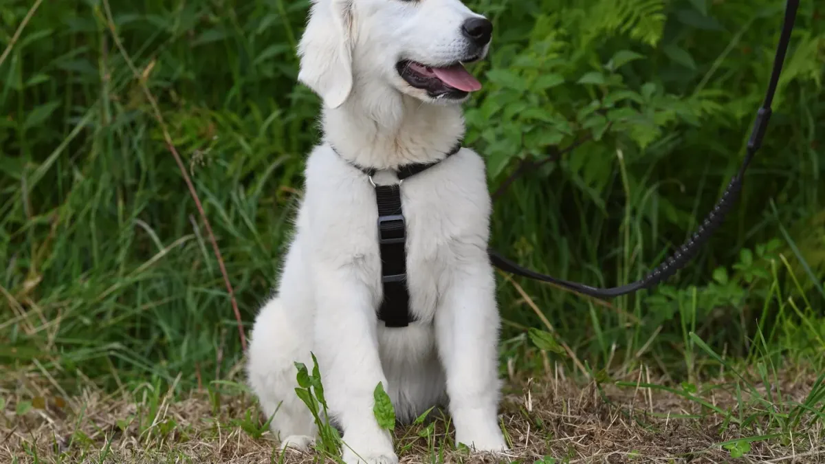 A golden retriever straining ahead on a leash while walking on a sidewalk