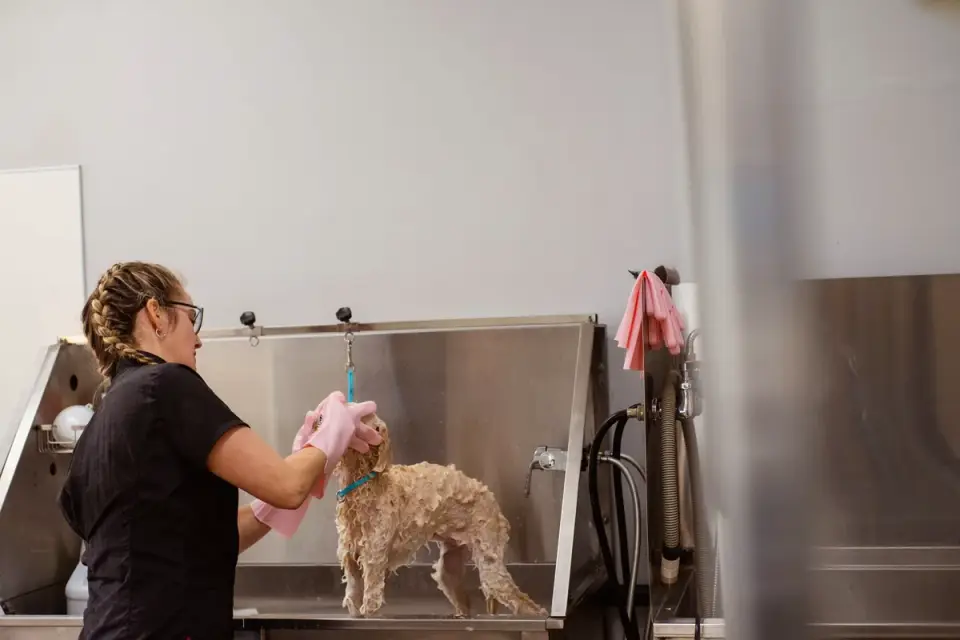 A groomer brushing out a curly-coated doodle's fur
