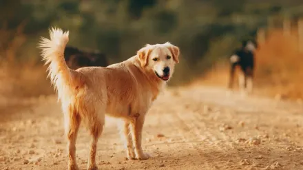 A Labrador Retriever and a Golden Retriever standing together on a grassy trail