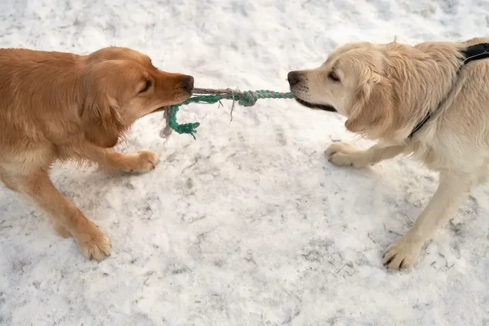 A Labrador Retriever and a Golden Retriever standing together on a grassy trail