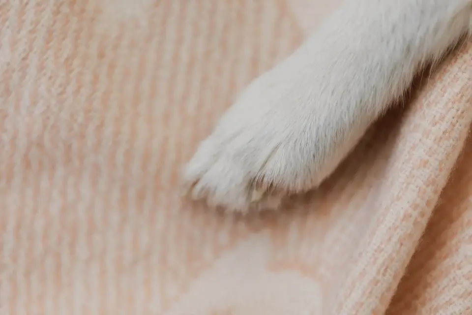 A rotary nail grinder being used on a dog's front paw