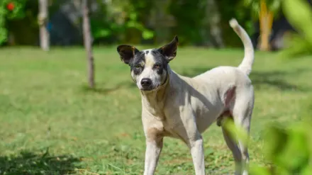 A senior dog pausing mid-stride with its back end lowered on a grass path