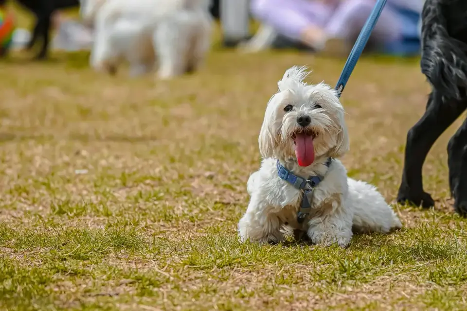 A small white Maltese wearing a front-clip harness during a walk