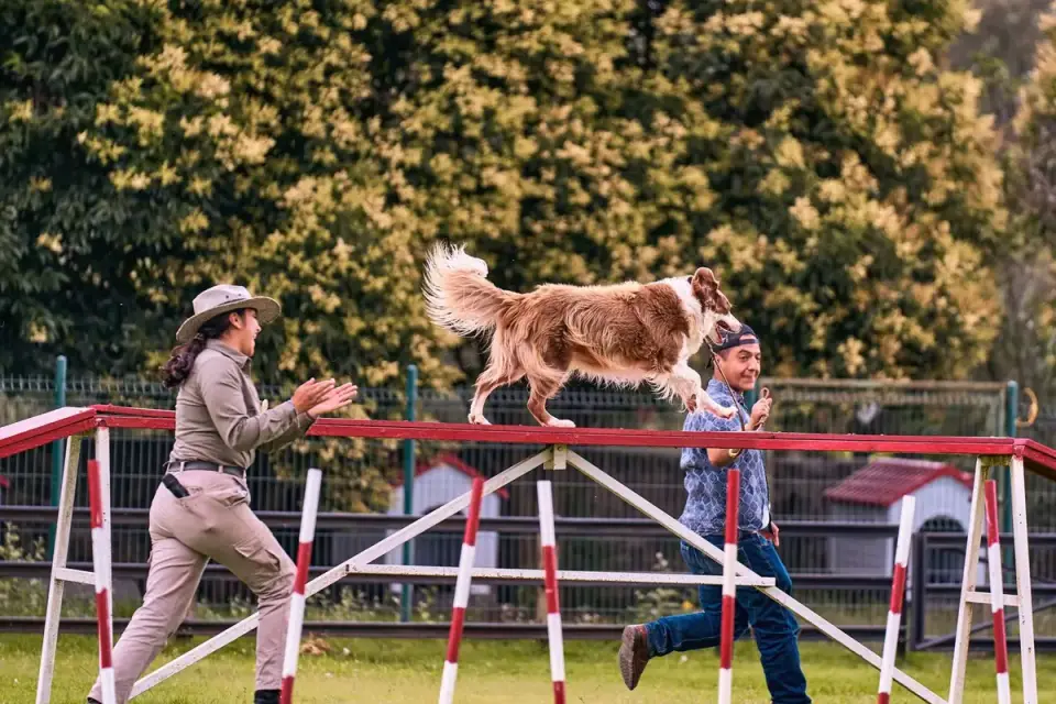 A trainer holding a treat low to the ground to lure a dog forward