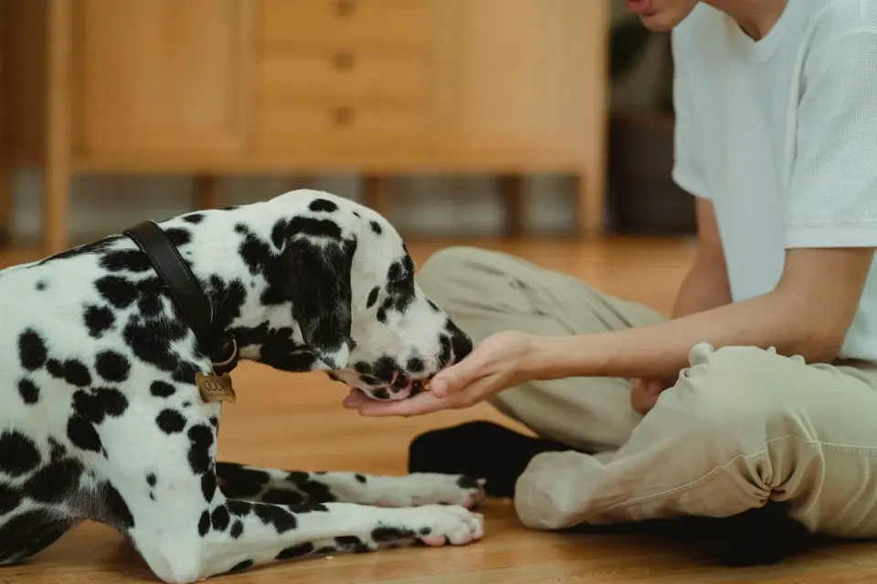 A trainer's raised palm signaling a sit command to a dog