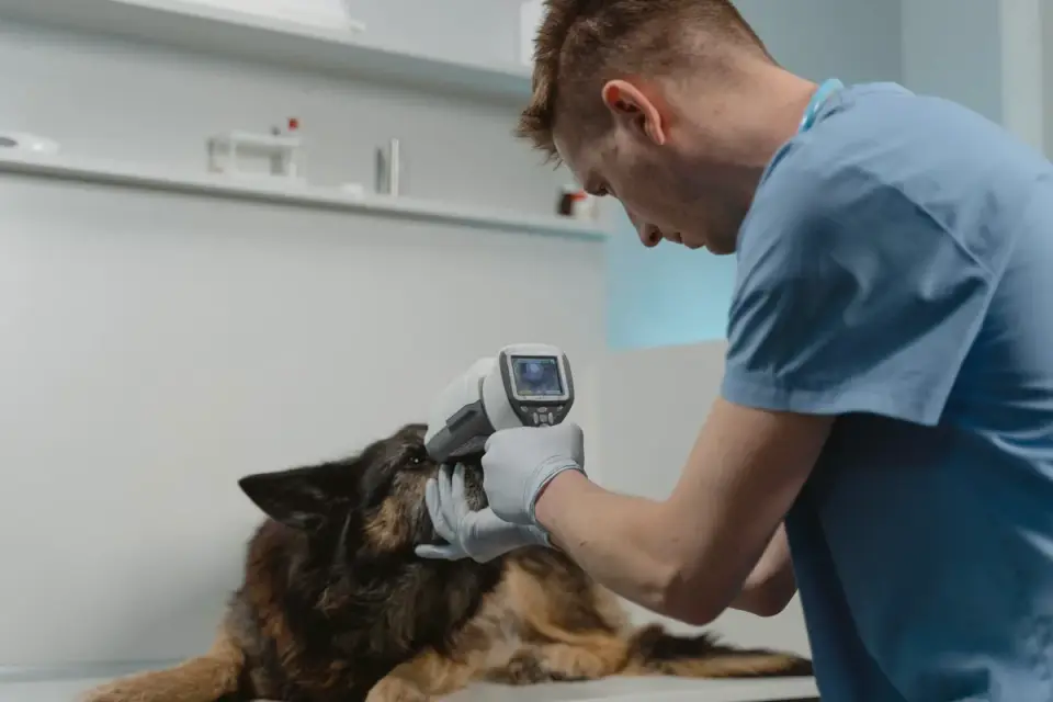A veterinarian checking a dog's gum color during an exam