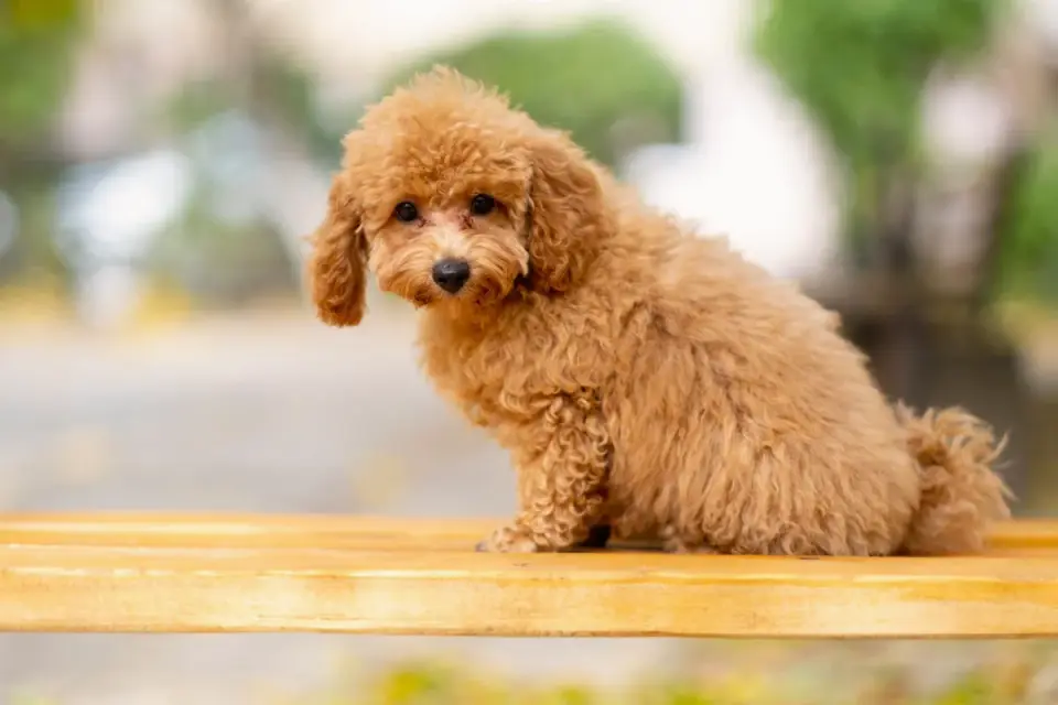 A veterinarian measuring a Poodle&#x27;s height at the shoulder with a wicket