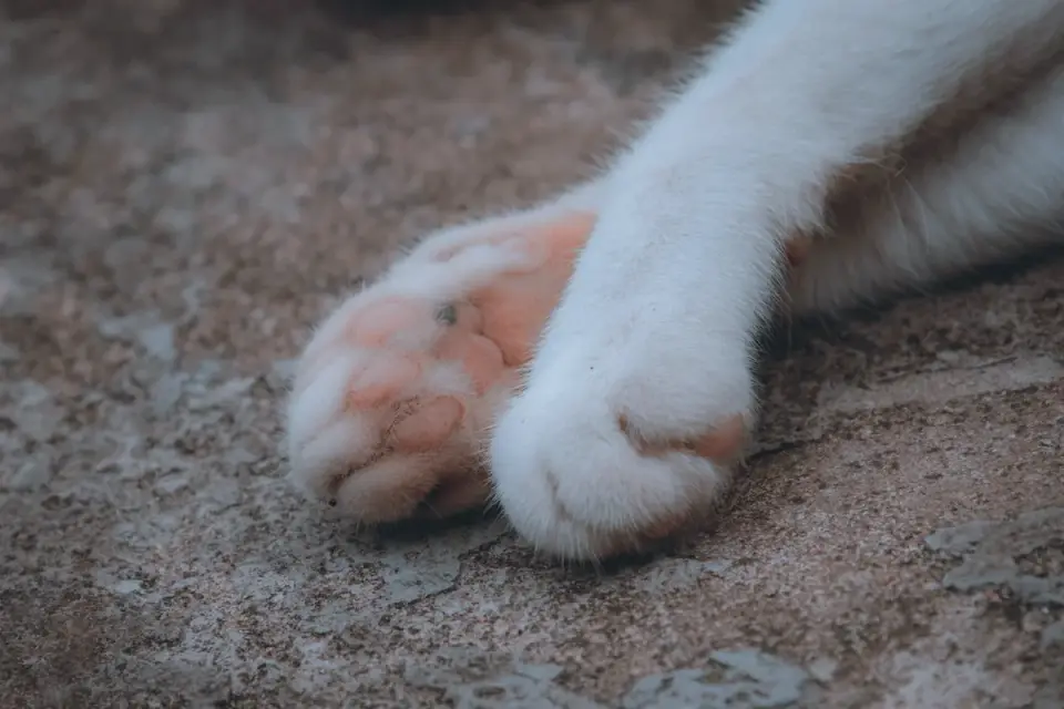 Close-up of a dog's front paws gripping a textured rubber ramp