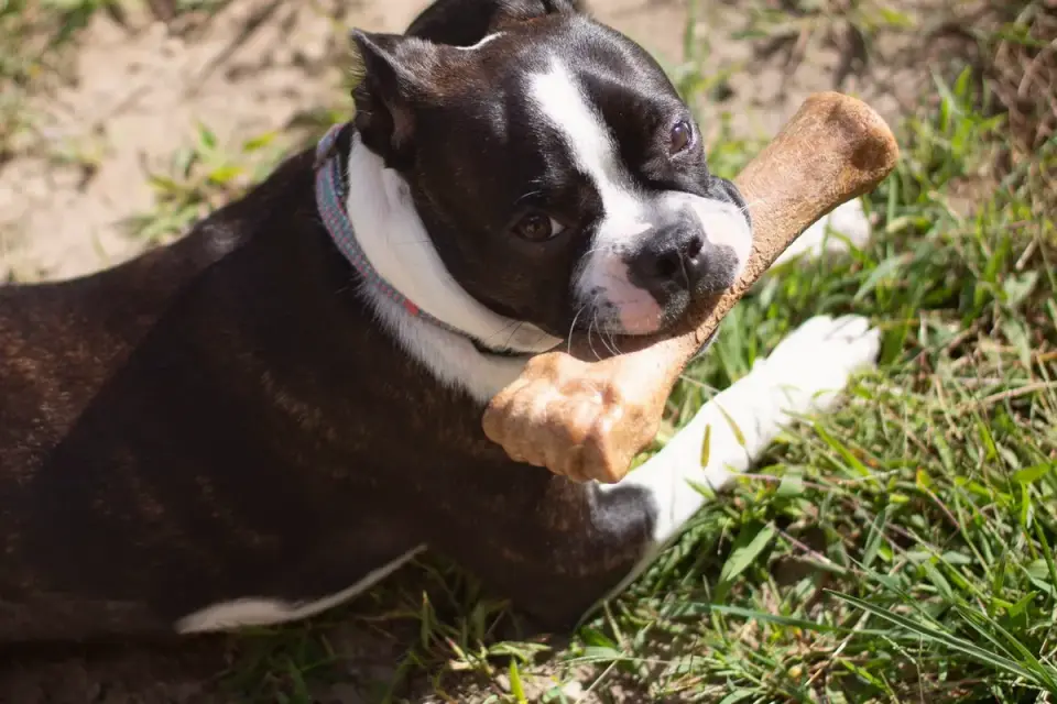 Close-up of a dog&#x27;s mouth gripping a nylon bone-shaped toy