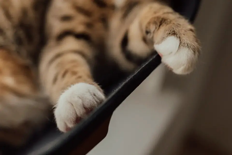 Close-up of a dog&#x27;s paw fitted with rubber toe grips
