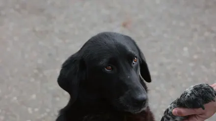 Close-up of a dog's paw pad resting on a sidewalk