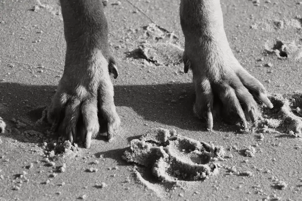 Close-up of a dog&#x27;s paw resting on a sunlit concrete surface