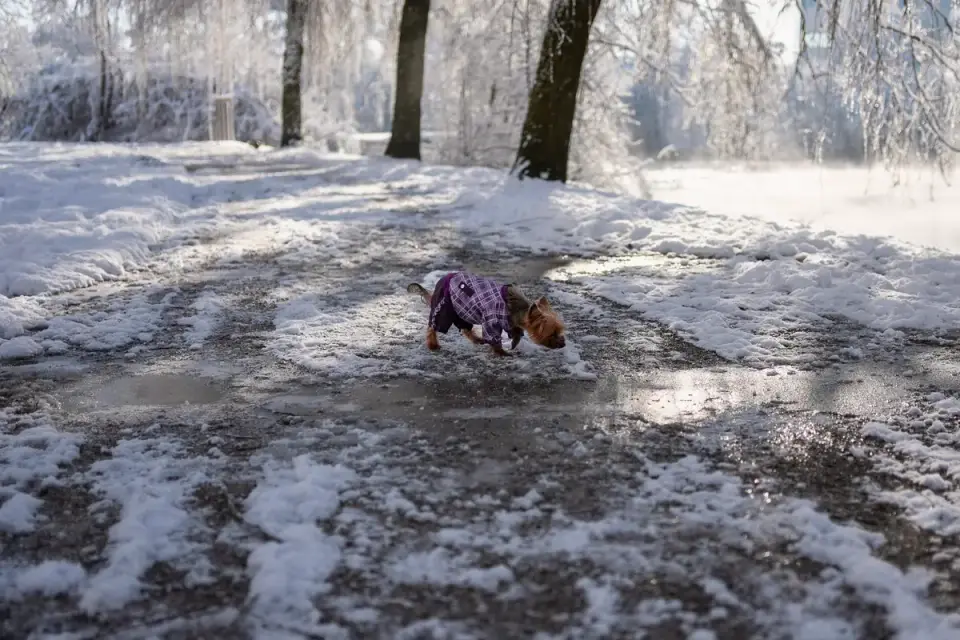 Close-up of a dog's paw stepping near visible rock salt on a snow-covered sidewalk