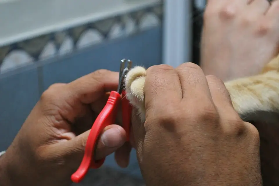 Close-up of a groomer using clippers on a dog's leg