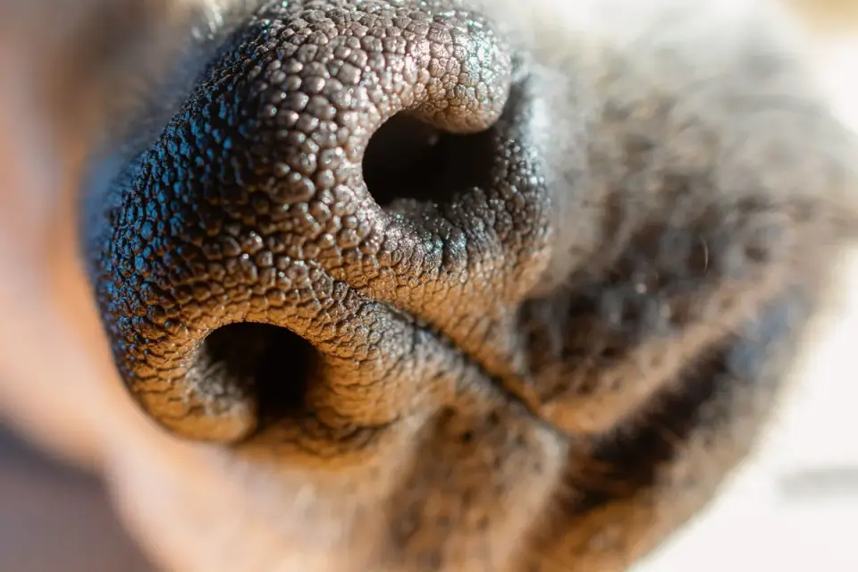 Close-up of an undercoat rake with fine metal tines pulling loose fur from a dog&#x27;s coat