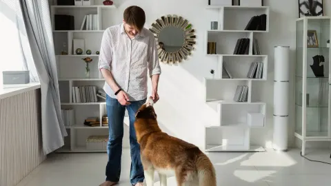 Dog at home near a kitchen