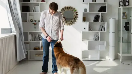 Dog at home near a kitchen