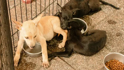 Dog eating from a bowl