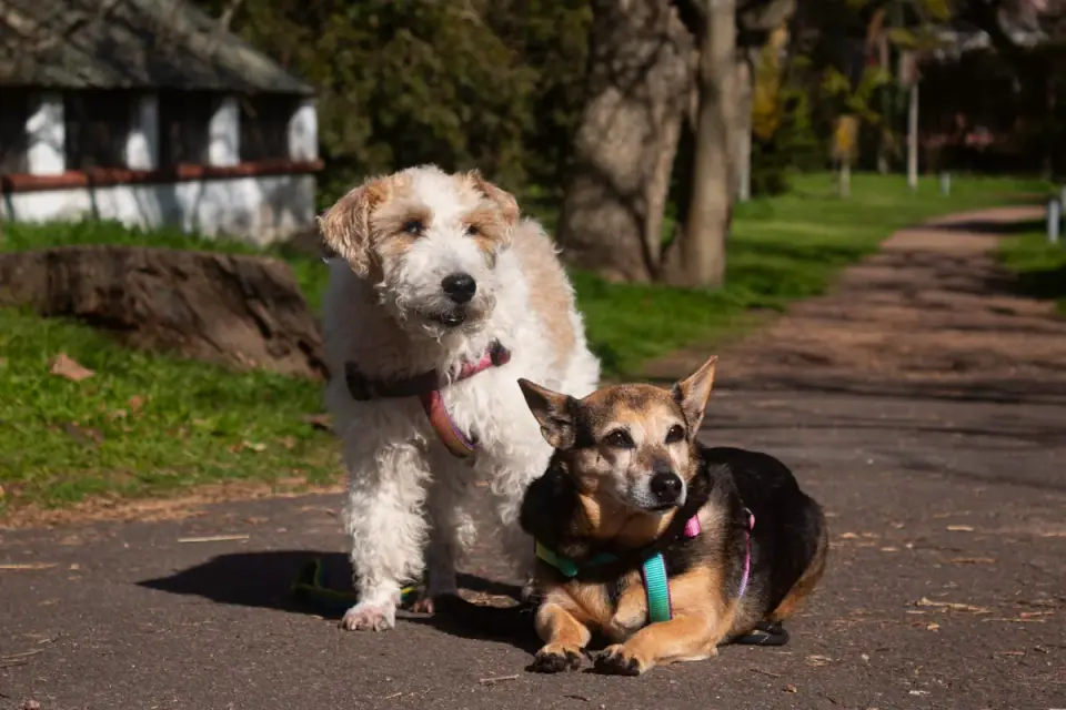 Dog walking outdoors