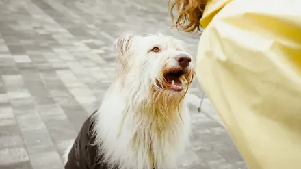 Older dog with an owner in a park