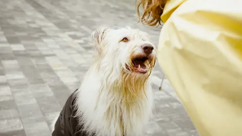 Older dog with an owner in a park