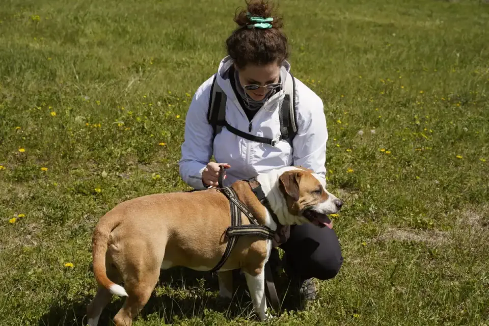Owner using a support sling under a senior dog&#x27;s hindquarters
