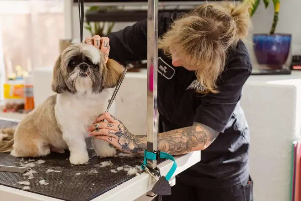 Professional groomer trimming a poodle&#x27;s coat at a grooming salon