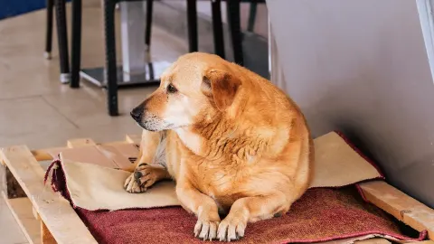 Senior dog resting at home