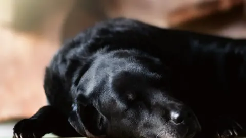 Senior dog resting at home