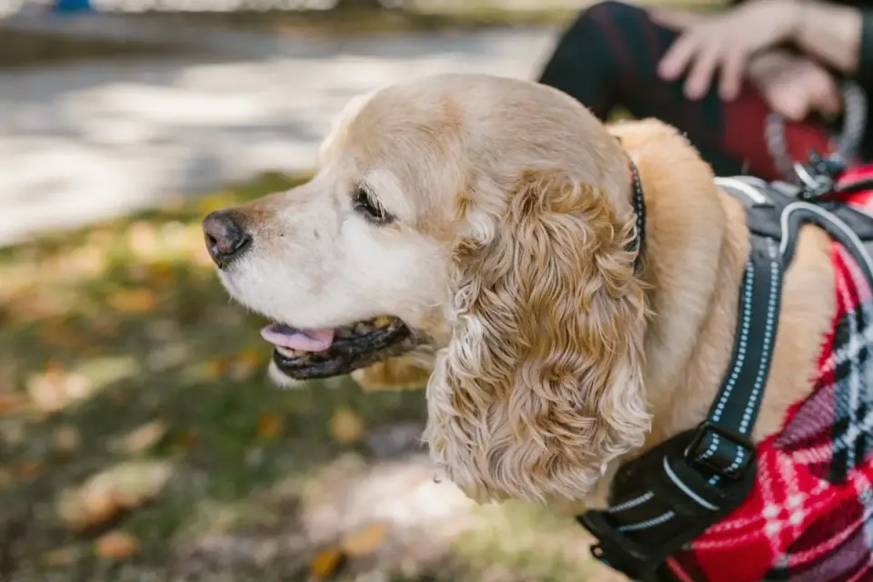 Senior dog walking with an owner