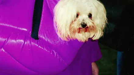Small dog sitting calmly inside a soft-sided pet carrier near an airport gate