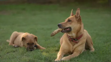 Two dogs mid-play on a lawn, one briefly mounting the other during a chase game