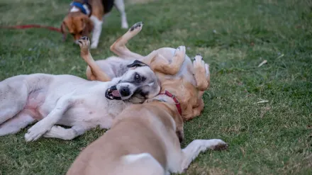 Two dogs mid-wrestle on grass, mouths open and relaxed