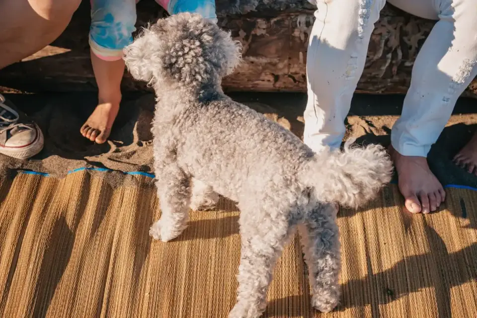Veterinarian parting a dog&#x27;s coat to check for skin irritation under a mat